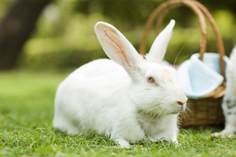 Top 5 myths about rabbits | Myths and truths about rabbits as pets - Talky Tails
