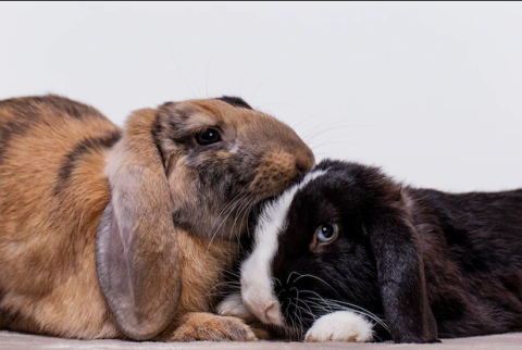 Top 5 myths about rabbits - Talky Tails