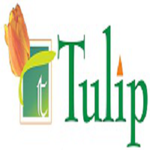Tulip Yellow Gurugram