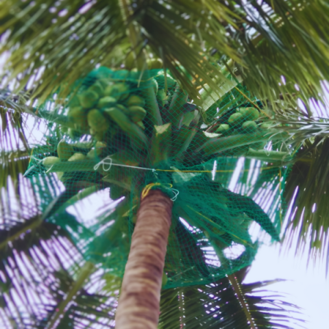 Best Coconut Tree Safety Net Service Provider in Mathikere, Bangalore | Call "Menorah CocoNets" - 6362539199