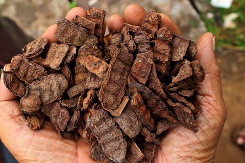 Shikakai Extract Manufacturers and Suppliers in India