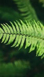 Plant Extract Manufacturers