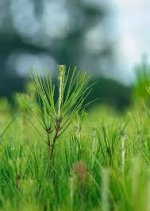 Plant Extract Manufacturers