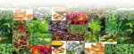 Herbal Extract Manufacturers