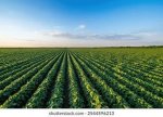 Best Farmland near Bangalore For Long Term Wealth Growth From Misty Valley