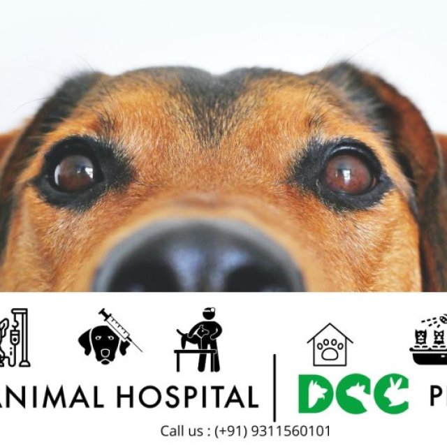 DCC Animal Hospital