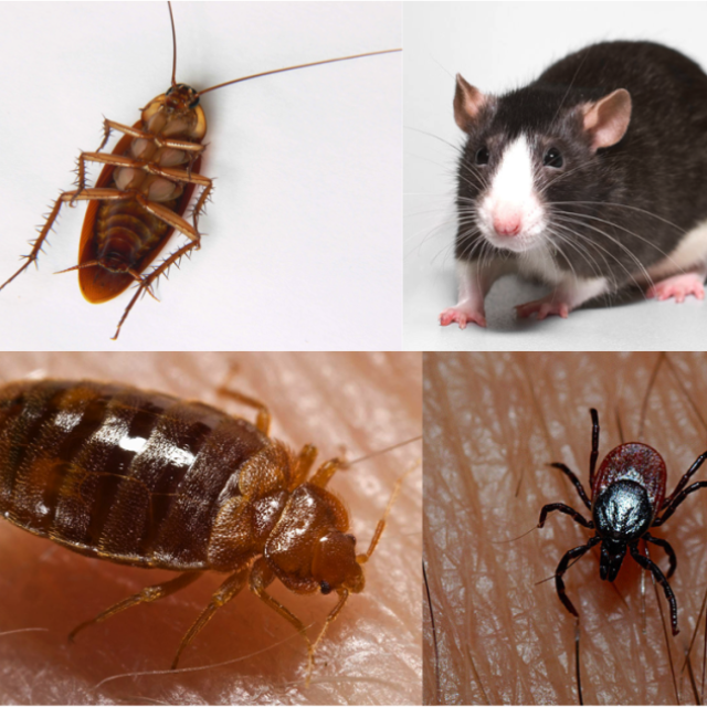 Real Pest Control Adelaide