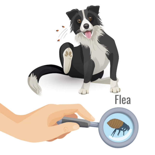 Home remedies for fleas on dogs — treating your dog- Talky Tails