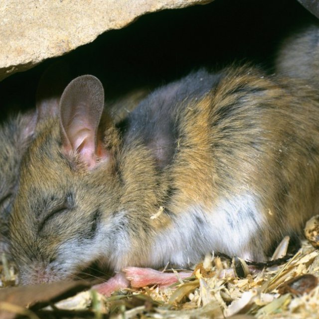Mice Exterminator Melbourne