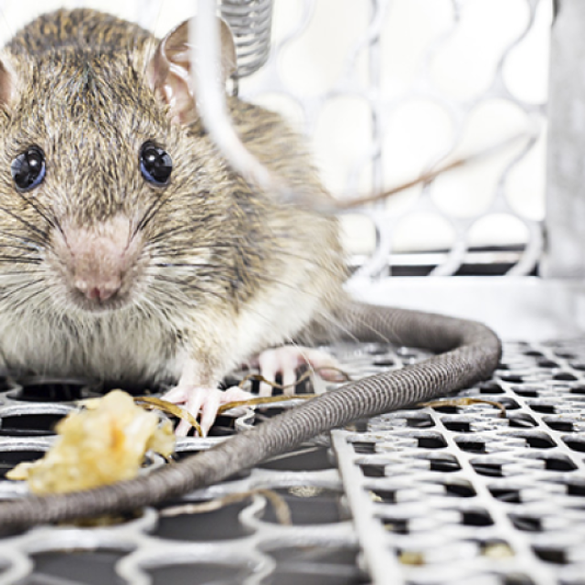 Mice Exterminator Melbourne