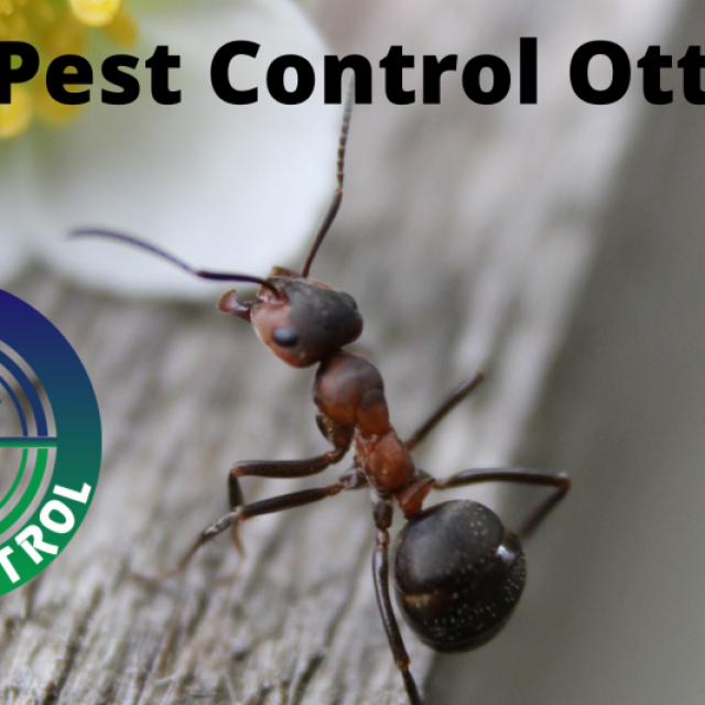 EZ Pest Control - Professional Cockroach Exterminators