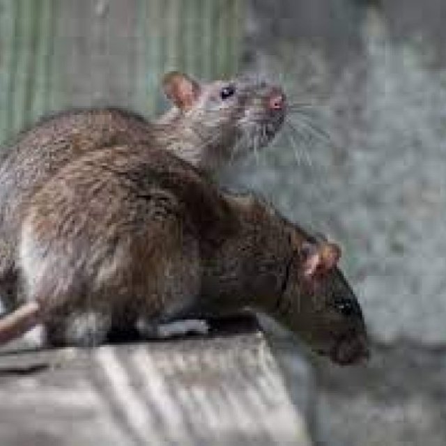 Perth Rodent Control