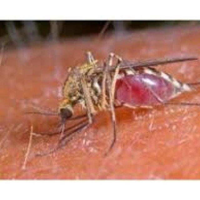 Mosquito Control Service Canberra