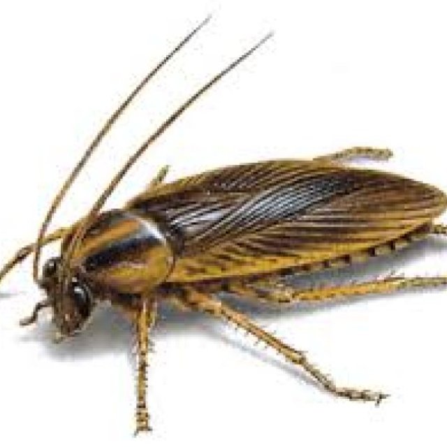 Cockroach Exterminator Hobart