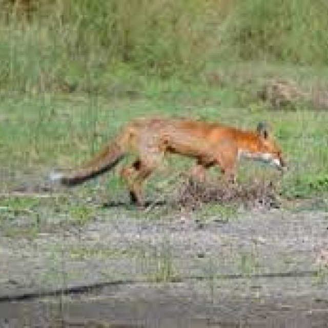 Fox Pest Control Brisbane