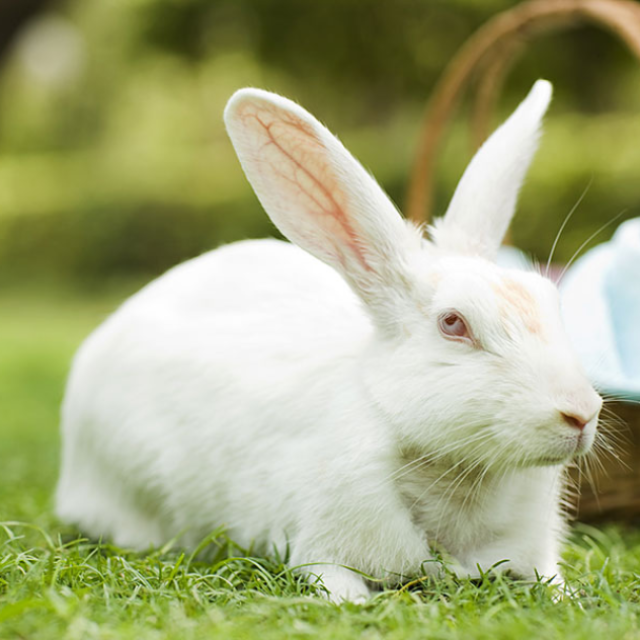 Top 5 myths about rabbits | Myths and truths about rabbits as pets