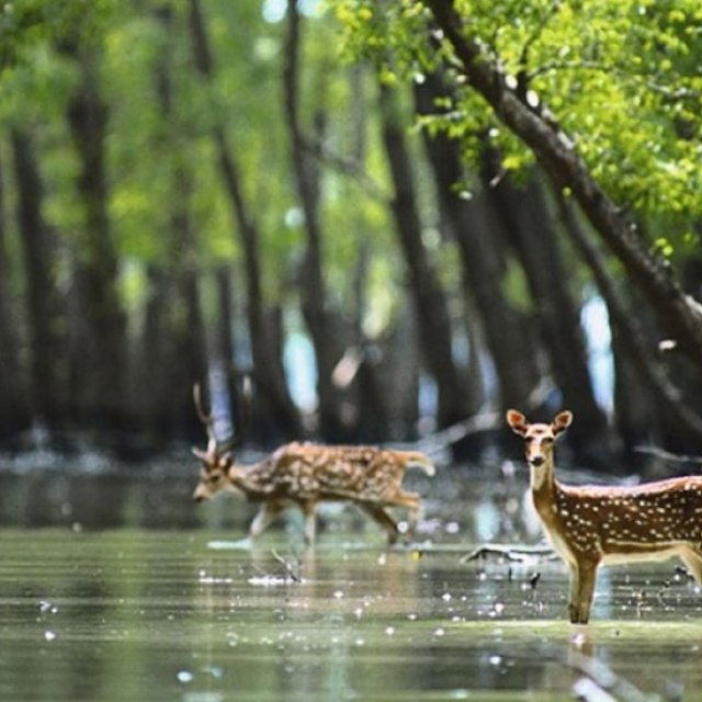 SUNDARBANS TOUR PACKAGES(BR HOLIDAY)