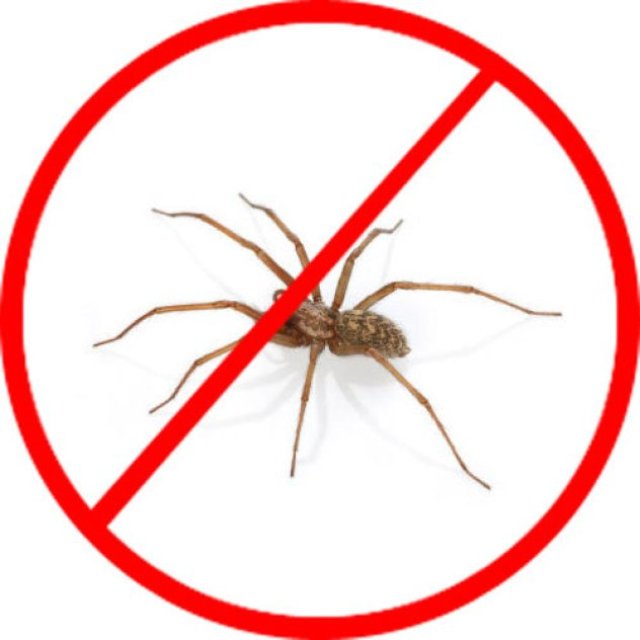 Spider Control Canberra