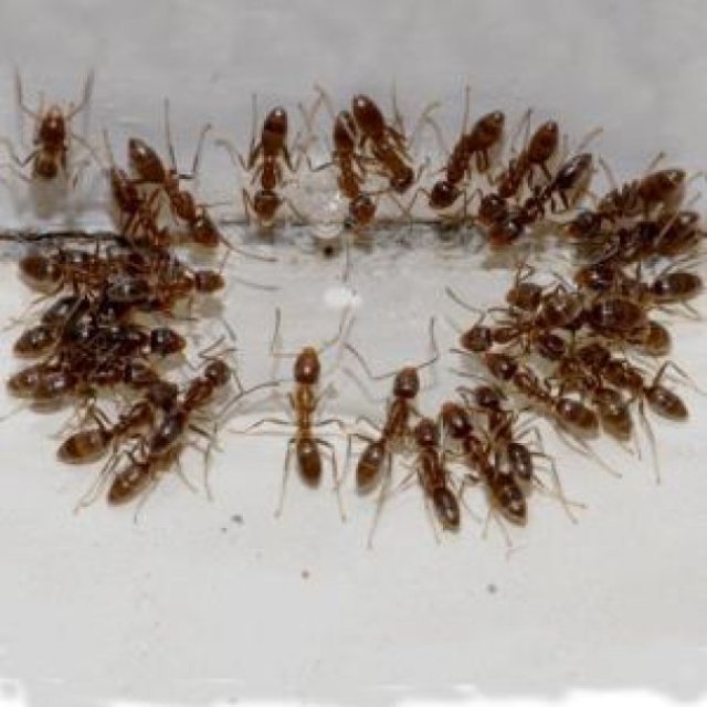 Ant Control Hobart