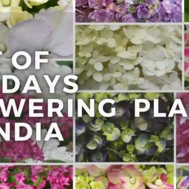 365 Days Flowering Plants In India