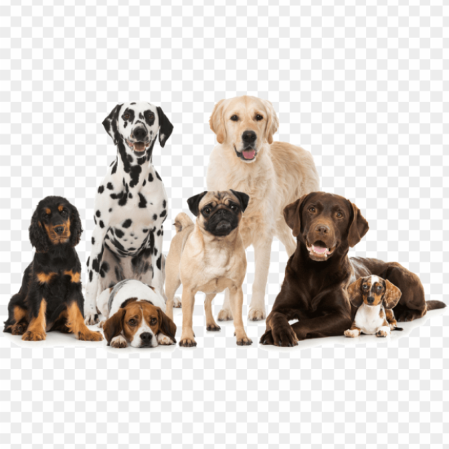 Dog For Sale Kolkata - Buy Dog Online From Verified Dog Breeders