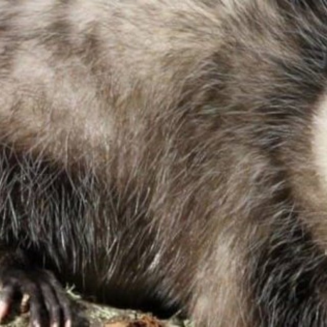 Humane Possum Removal Blue Mountains
