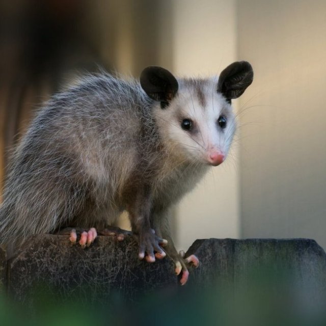 Humane Possum Removal St Kilda