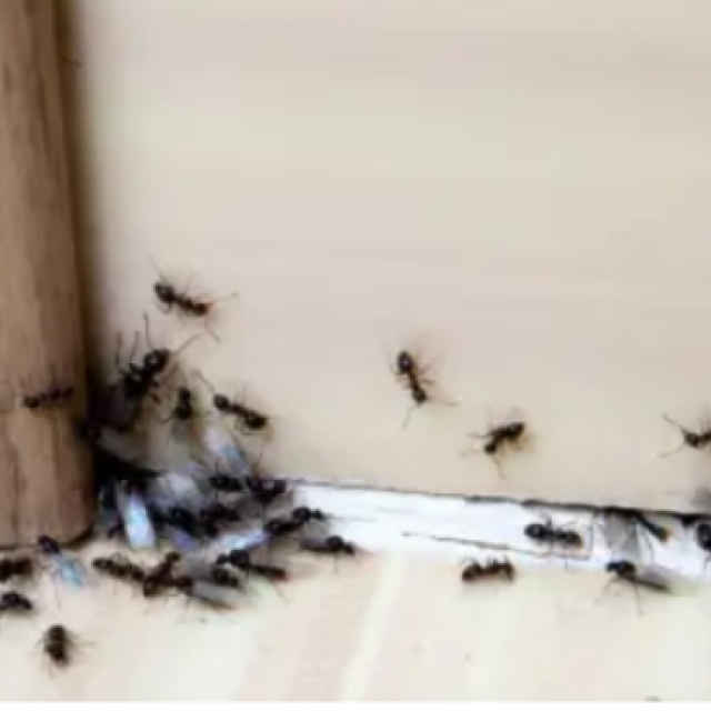 Ants Pest Control Perth - Ant Control Perth