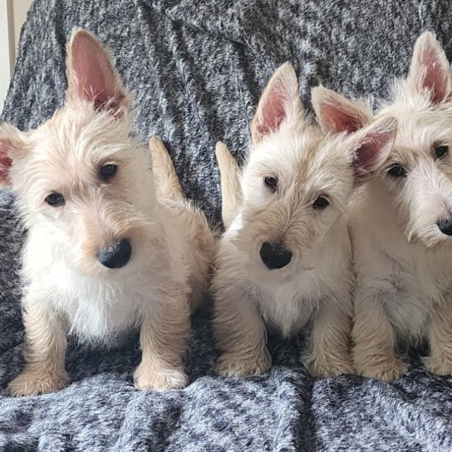 Schultes Scottish Terrier Puppies For Sale