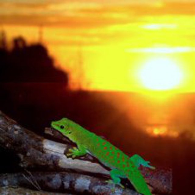 Maple Pets International Pvt Ltd | Best Reptiles Product Supplier in India