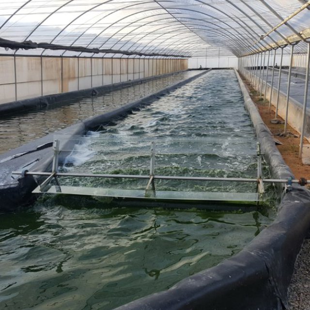 Crafting World-Class Spirulina Cultivation Facilities | Greenbubble