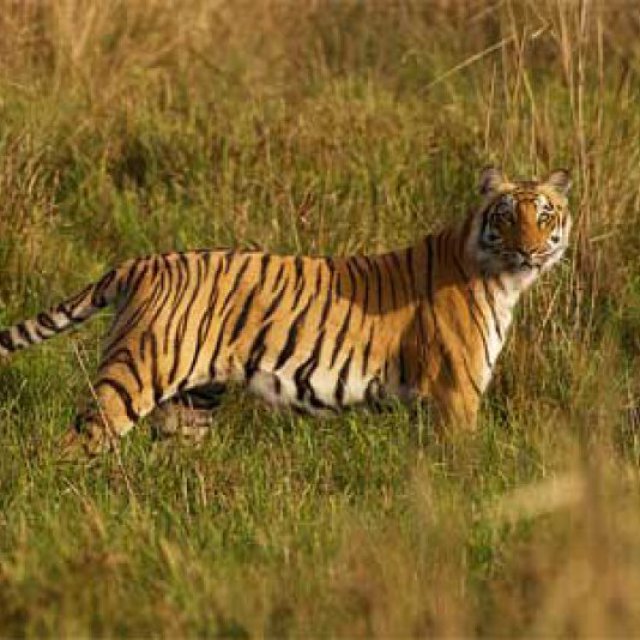 Pench National Park Booking