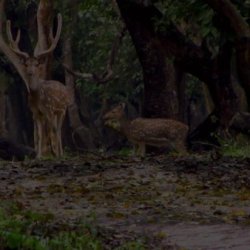 Estuarine Village Resort Bhitarkanika