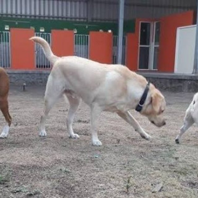 Pandya's Dog Training , Dog Boarding & Dog Walking Services
