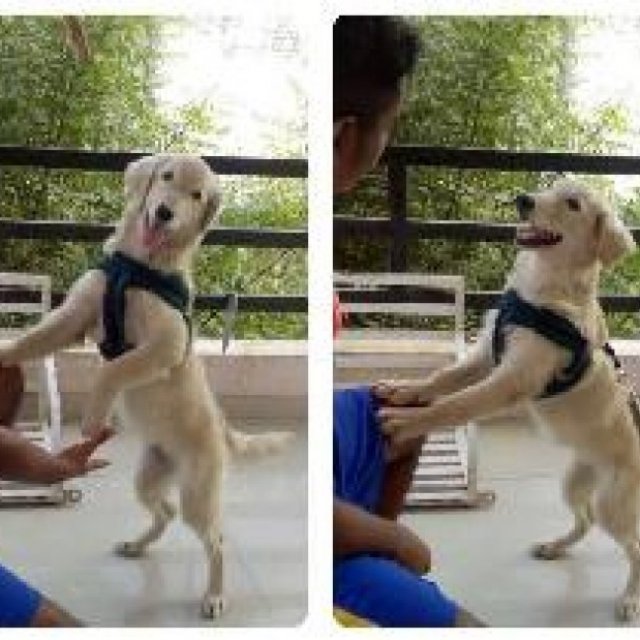 Pandya's Dog Training , Dog Boarding & Dog Walking Services