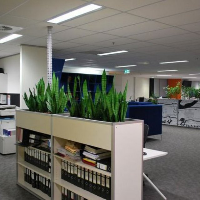 Indoor Plant Hire Melbourne | Luwasa Indoor Plant Hire
