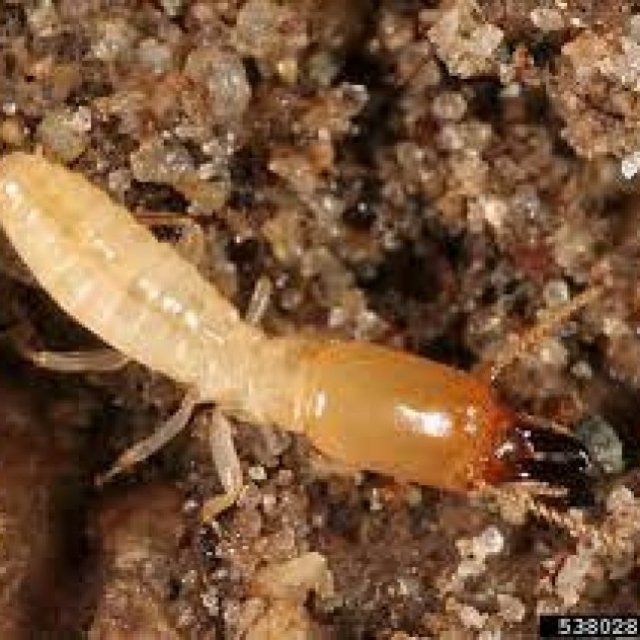 Termite Control Canberra