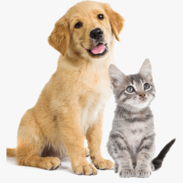 Pet Trust Veterinary Hospital